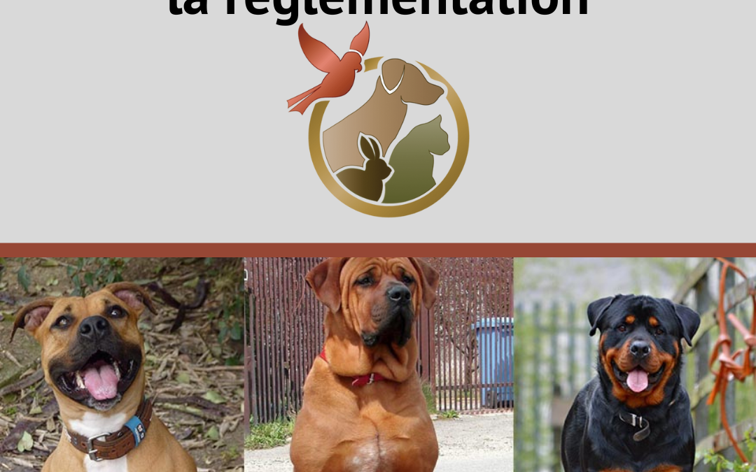 Chiens de 1ʳᵉ catégorie : pensez à vous déclarer !🐾 Sont notamment concernés les chiens sans pedigree assimilables par leurs caractéristiques morphologiques aux types : • Staffordshire terrier / American Staffordshire terrier (« pit-bull ») • Mastiff (« boerbull ») • Tosa  Cette démarche permet de : ✅ garantir la sécurité de tous, ✅ s’assurer que les obligations réglementaires sont respectées (identification, vaccination antirabique, assurance, permis de détention…), ✅ favoriser une cohabitation sereine entre les propriétaires de chiens et l’ensemble des habitants.  📍 Vous êtes concerné ? Pensez à effectuer votre démarche auprès de la Mairie de Sales dans les meilleurs délais.  🐕 Une obligation pour les propriétaires, une sécurité pour tous !